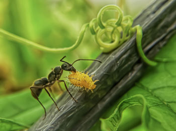 Close-up of butterfly on plant