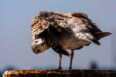 Low angle view of birds perching on tree