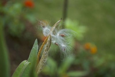 Close-up of white dandelion flower bud