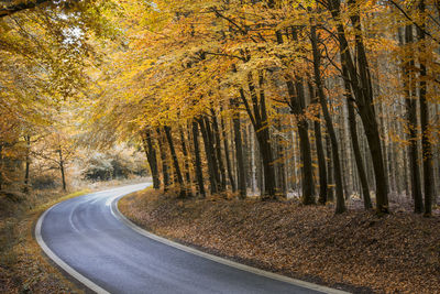 Road amidst trees in forest during autumn