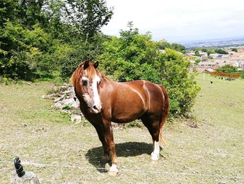 Horse standing on field against trees