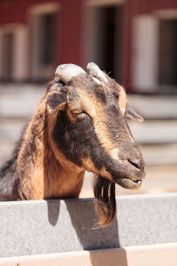 Close-up of oberhasli goat by fence at farm