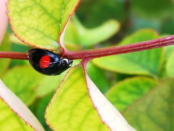 Close-up of insect on plant