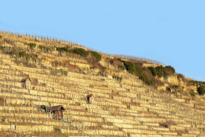 View of sheep on landscape against clear sky