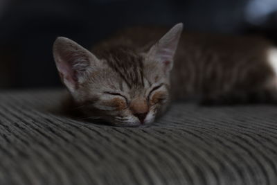 Close-up of a cat sleeping