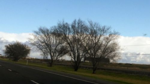 Bare trees on grassy field