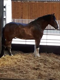 Horse standing in ranch