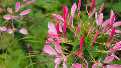 Close-up of pink flowers blooming outdoors