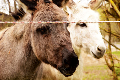 Close-up of goat