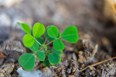 Close-up of small plant growing on field