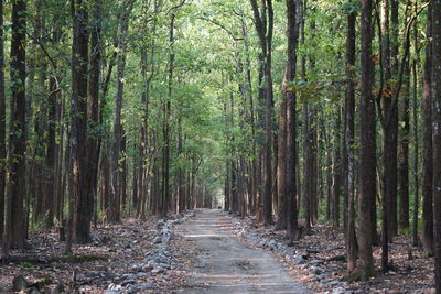 Footpath amidst trees in forest