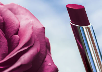 Close-up of pink rose flower