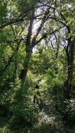 Trees in forest