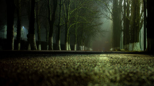 Panoramic shot of trees in forest