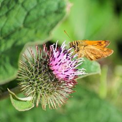 Close-up of butterfly on pink flower