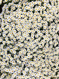 Full frame shot of flowering plants