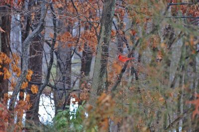 Autumnal leaves on tree trunk