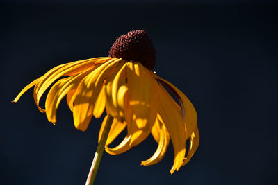 Close-up of yellow flower against black background