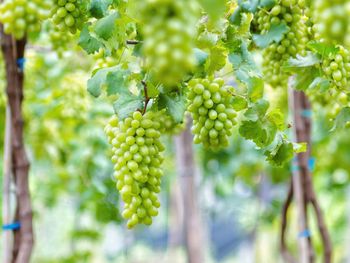 Close-up of grapes growing in vineyard