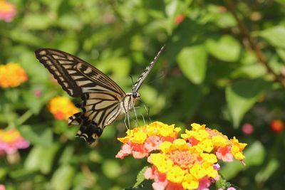 Close-up of butterfly pollinating on flower