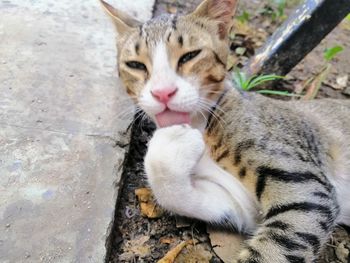 High angle view of cat