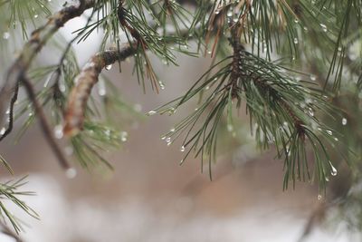 Close-up of raindrops on pine tree