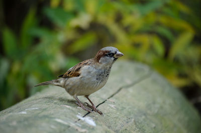 Close-up of bird perching on leaf