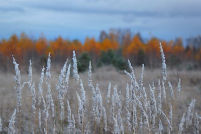 Close-up of plants on field during winter