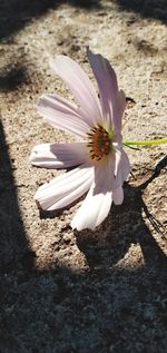 Close-up of white flower on land