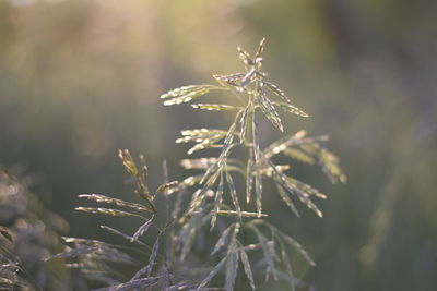 Close-up of dewy plant in field