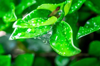 Close-up of wet plant leaves during rainy season