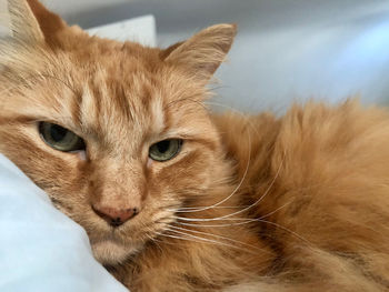 Close-up portrait of a cat