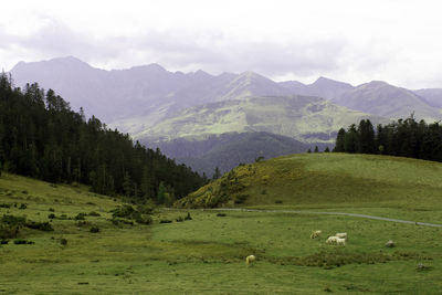 Scenic view of green landscape and mountains against sky