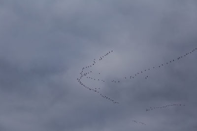 Low angle view of birds flying in sky