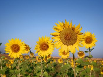 Close-up of sunflowers against clear blue sky