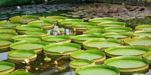 Close-up of water platters floating on pond