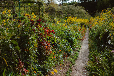 Scenic view of flowering plants and trees on field