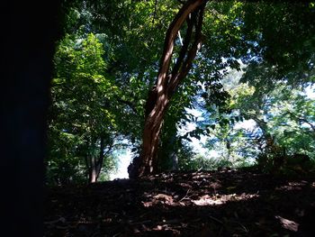Low angle view of trees in forest