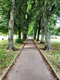 Empty road along trees