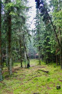 Trees in forest