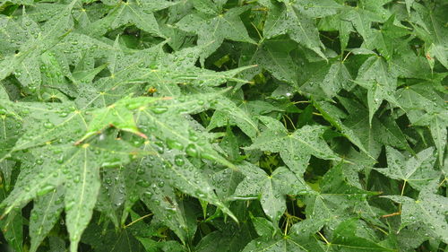 Full frame shot of wet leaves