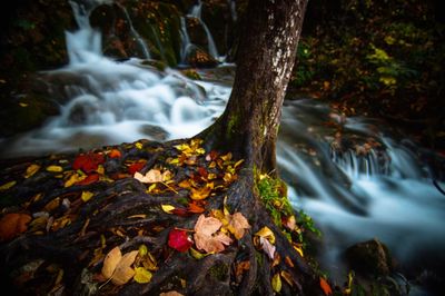 Scenic view of waterfall in forest