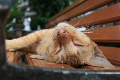 Close-up of cat sleeping