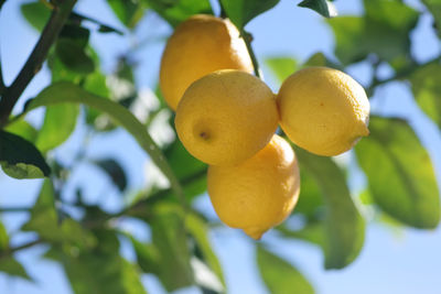 fruit