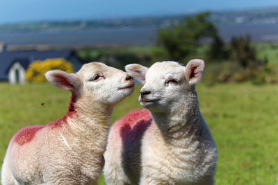 Sheep in a field