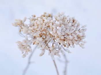 Close-up of cherry blossom against white background