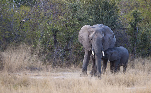 Elephant in a field