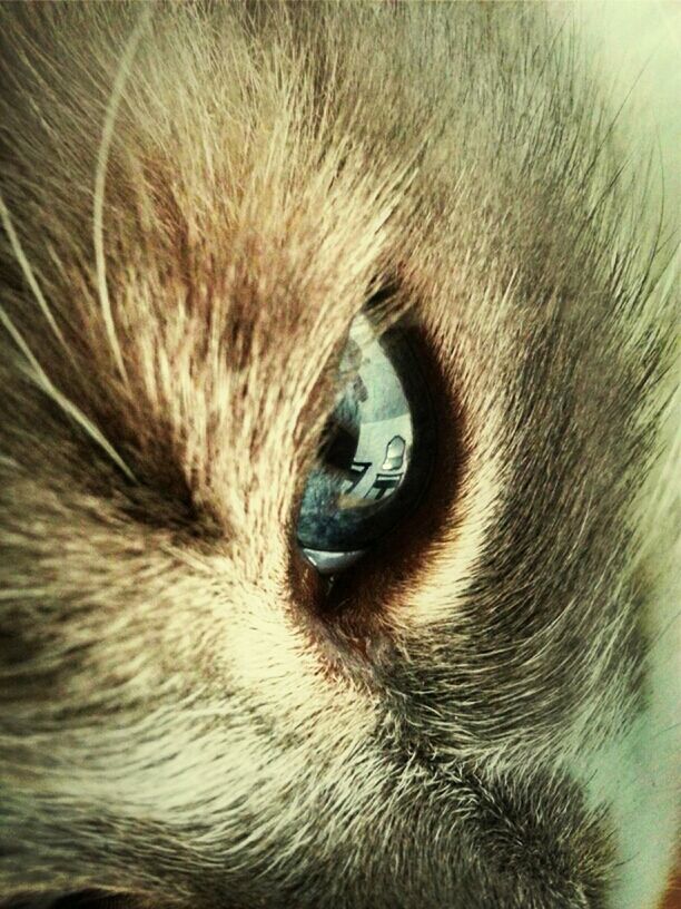 Through a Cat's eyes