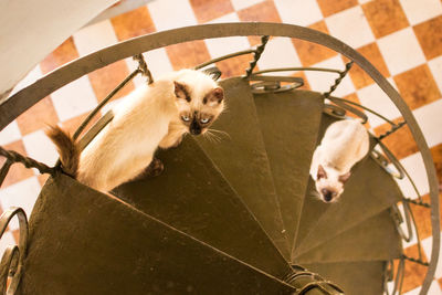 Close-up portrait of cat on floor