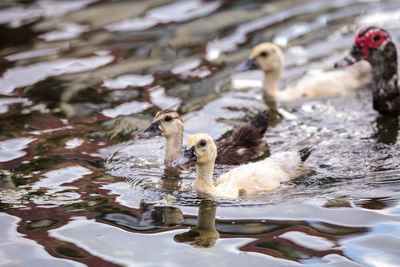 Adolescent juvenile muscovoy duckling cairina moschata before feathers are fully formed in naples